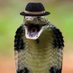 Snake with hat (@Snake_with_hat0) Twitter profile photo