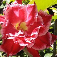 ☆Tereza (@tereza19601) 's Twitter Profile