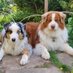 Australian shepherd rehousing (@aussierehoming) Twitter profile photo Australian shepherd rehousing (@aussierehoming) Twitter profile photo