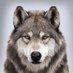 🇨🇦🌎☠W0LF☠🌐🇺🇸 (@trade092) Twitter profile photo 🇨🇦🌎☠W0LF☠🌐🇺🇸 (@trade092) Twitter profile photo