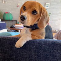 ルーク🐶Luke (@luke2021k) 's Twitter Profile Photo