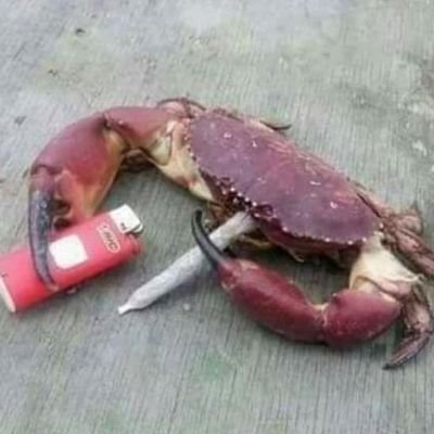 Thespiderfour's profile picture. una biografía sin sentido