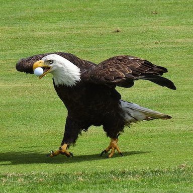 Tracking Eagles across all PGA Tournaments🦅🚨
