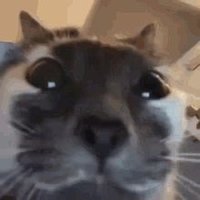 Blind Night (@blind_night2000) 's Twitter Profile