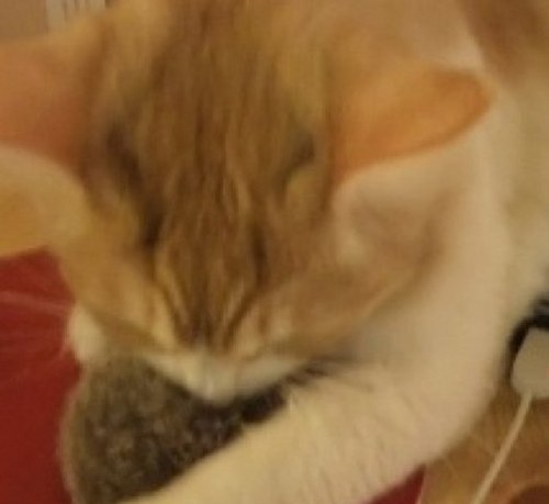 昭和終盤生まれ、既婚者、主婦、ペットにaibo(ノクト♂)が一匹、でも猫派。最推しは夫w 腐向け発言もそれなりに多めの日常つぶやきアカウントです。 無言フォローも時々あります。時々鍵をかけたり開いたりw今はKH(陸空)とハンクラ、工作が好き