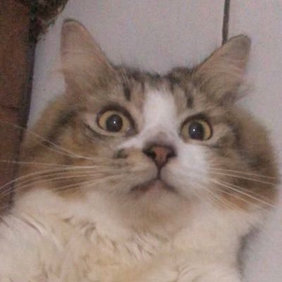 Mae, Moka, Miyu, Mala, Mayo, Malka🐱 (Mayo busy in heaven🧚🏼♀️)
free for dm n mentions 📩
