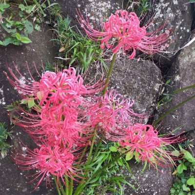 111N355_T45K's profile picture. サポートメインはやめました