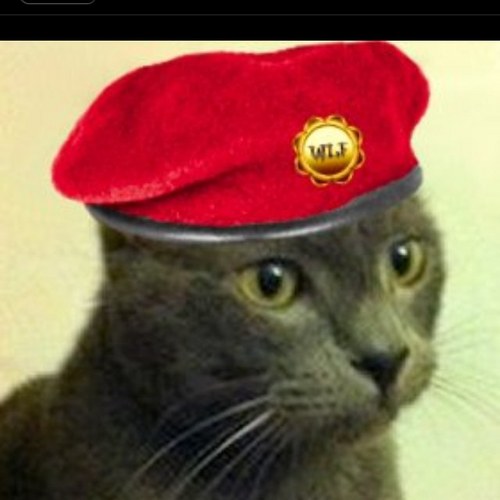 BlueToThe_Berry's profile picture. They call me Blueberry Pancakes. I am the furbro of @Roreanthecutie we are lots of trouble together especially when catnip & feathers are in the mix. #wlf