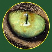 THE CAT EYE (@thecateyeprsd) 's Twitter Profile Photo THE CAT EYE (@thecateyeprsd) 's Twitter Profile Photo