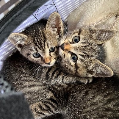 (一般社団法人necoto)行き場のない猫たちの保護譲渡活動をしています。里親希望のご見学、ご相談などぜひお気軽にお越しください。不要な猫用品のご提供、チラシ募金箱設置、預かりボランティア募集中🐈⬛