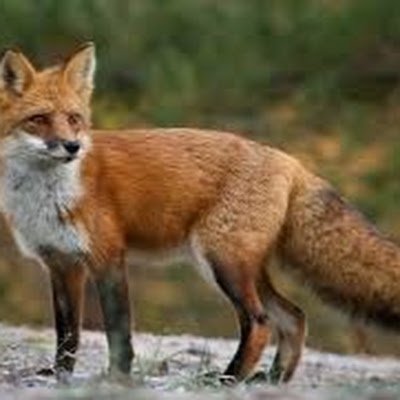 StormFuthorc's profile picture. 