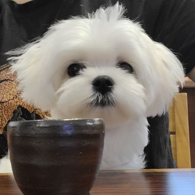 찻집 강아지 콥이🐶
찻집개 3년이면 차를 우린다?