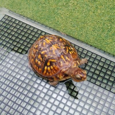 カメオンリー🐢
キボシ、ブチ、モリ、日本イシガメ。
セマル、ガルフ、ミツユビハコガメ。
ハナナガ、ミスジ、ペン、ミシシッピドロガメ。
他の爬虫類にも興味はあるがカメが１番好き☺