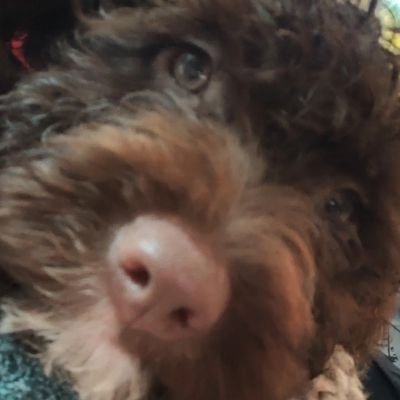 Sammalkorva's profile picture. Go figure...