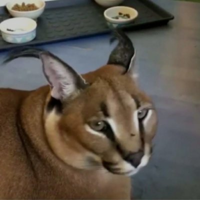 wooof_alpha's profile picture. 