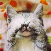 Châton (@chaton_et_lui) 's Twitter Profile Photo Châton (@chaton_et_lui) 's Twitter Profile Photo