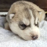 シベリアンハスキーのテラ (@huskytera) Twitter profile photo
