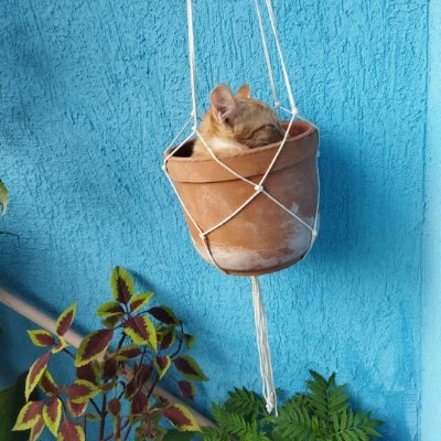 Online Store for herbs, raw honey, superseeds, cold pressed oils, terracotta pots, plastic planters, macramé & pebbles. DM to order or call as on ☎0707 757596.