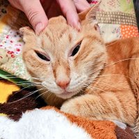 ちゅう🌻東７『Ｓ47b』 (@222rndr) Twitter profile photo