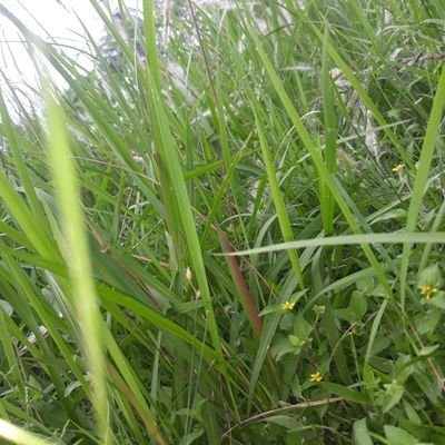 Suraj33666830's profile picture. 