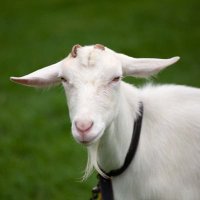 Come spring🐐(@Comspring1) 's Twitter Profileg