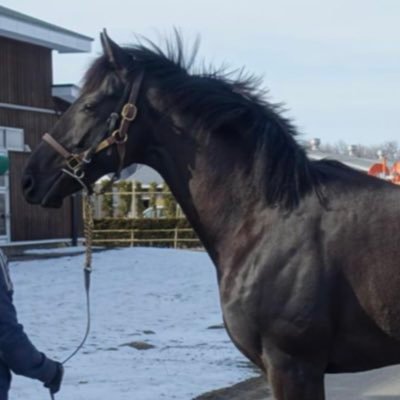 馬の事は何もわからない一口馬主😂オープン馬 グレナディアガーズ /ディアスティマ/ソールオリエンス/出資馬26頭 アカウント3個