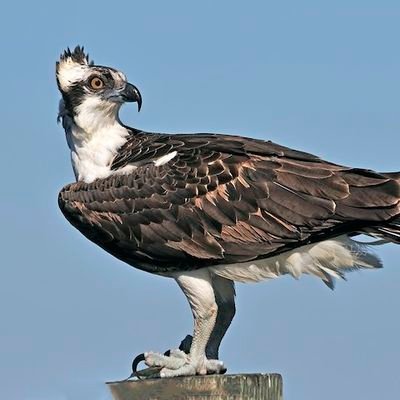 Murciano,36 años, Graduado en Ciencia Política por la UNED, pasión por la historia y los animales,Trabajando en la Agencia Tributaria,Accionista del Real Murcia