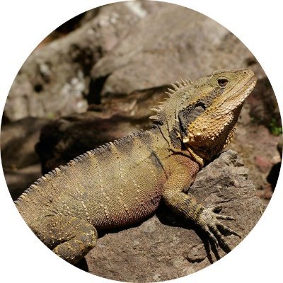 This is the official Rolesville Middle School's 6-3 Iguana Team's Twitter. 🦎Iguana’s pride themselves in their kindness, perseverance, and collaboration.🦎