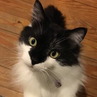 Knilolas Lynn 🌲 (@nlynn2007) 's Twitter Profile