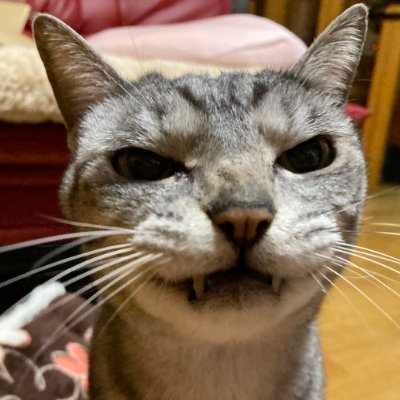 martinj40748552's profile picture. cat's lovers only