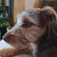 Helen King(@ralphadoodles) 's Twitter Profile Photo