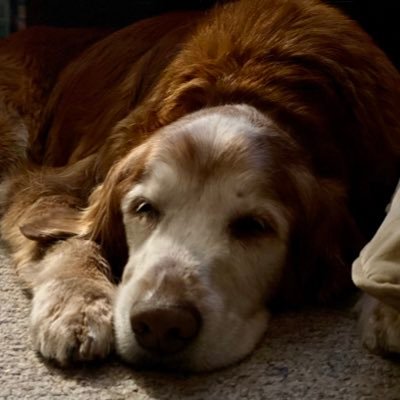 SonofaRob's profile picture. 