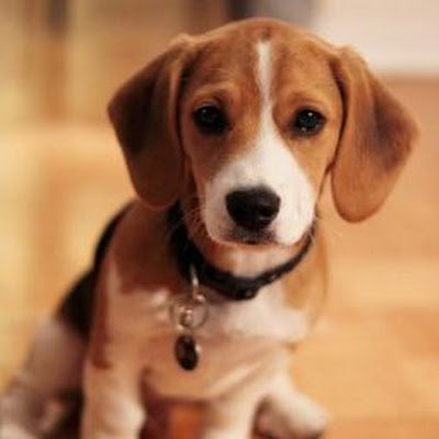 riptechno424's profile picture. I AM a human