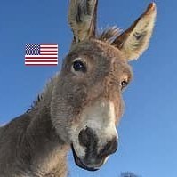 DonkeyJulio Profile Picture