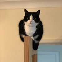 Ade Mannion (@ademannion) 's Twitter Profile