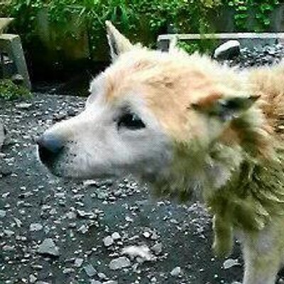 ふにゃ On Twitter 渋谷のヤクザマンションの話 僕が繁華街に住む