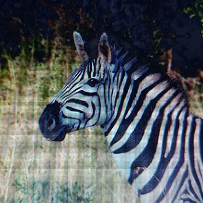 LillyZebra1 Profile Picture