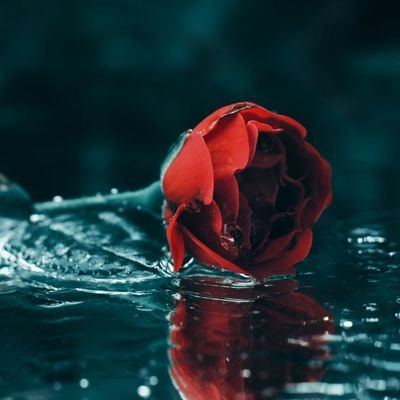 MaxwellMahlomo1's profile picture. An introvert.