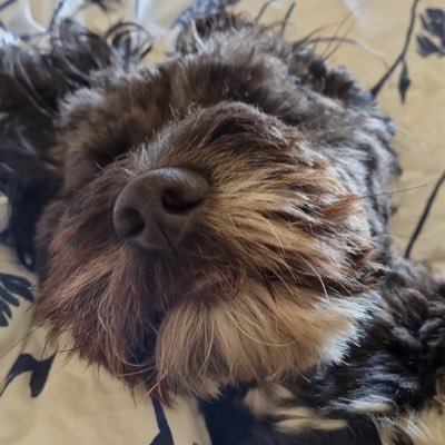 CaptCarrot1970's profile picture. Pratchett. West Ham. Politics. Hate this Tory government with an absolute passion.