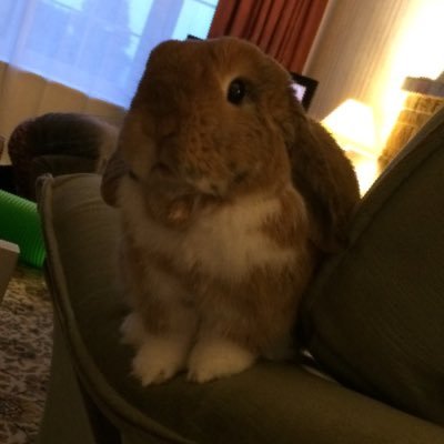 Harley Mini Lop Rabbit 🐰 ORB 🌈 10/12/2021 Aged 8 1/2 years old