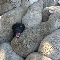 Cassiano (@casterod) 's Twitter Profile Photo