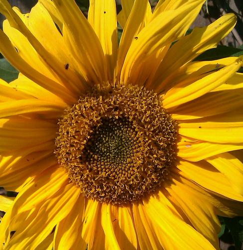 Colinjholm's profile picture. economics, environment, social policy, science, astronomy and newcastle united tweets and retweets. Som jeg er halv norsk, jeg skal tweet i norsk også