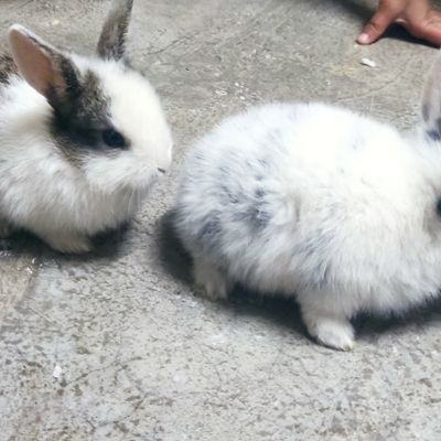 abwhlal40577952's profile picture. احمد