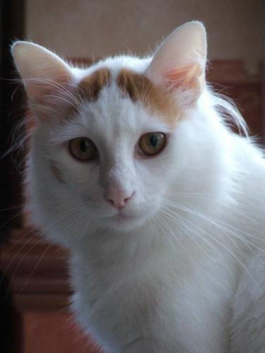 We are breeders of Turkish Van cats and hopefully Turkish Vankedisi in South Derbyshire and would like to meet other breeders and lovers of these wonderful cats