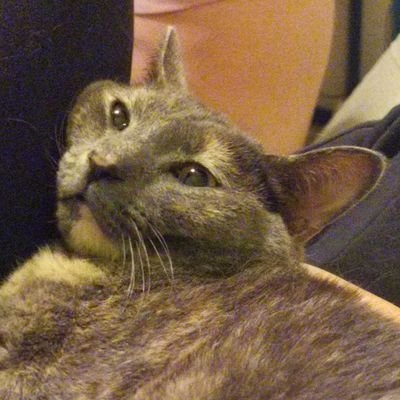 inuyashikii's profile picture. https://t.co/BaFcgWPzFx
https://t.co/UcZs3MV1fG