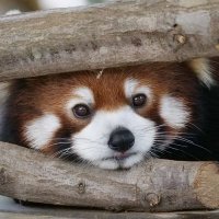 さくさぱんだ _rQ6polt_200x200.jpg