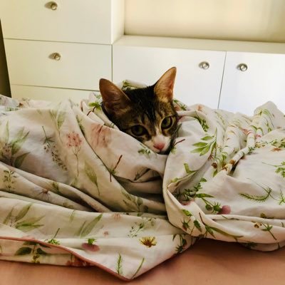 Hikari_Himeko's profile picture. Lectura. Escritura. Arte. Música. Graduada en Medicina. Medicina Familiar y Comunitaria. Servicio de Cuidados Críticos y Urgencias.