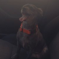 SubTracker (@subtracker_) 's Twitter Profile