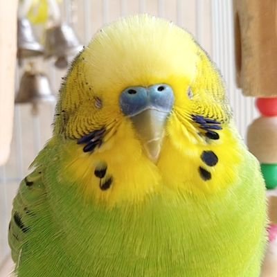 セキセイインコのピイちゃん♂2020.9生まれ*
インコを愛でるだけのアカウント🥰