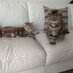 Kas # Sophie and Chloe's Mum (@kas08673323) Twitter profile photo Kas # Sophie and Chloe's Mum (@kas08673323) Twitter profile photo